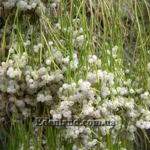 Изображение Плокама повислая - Plocama pendula