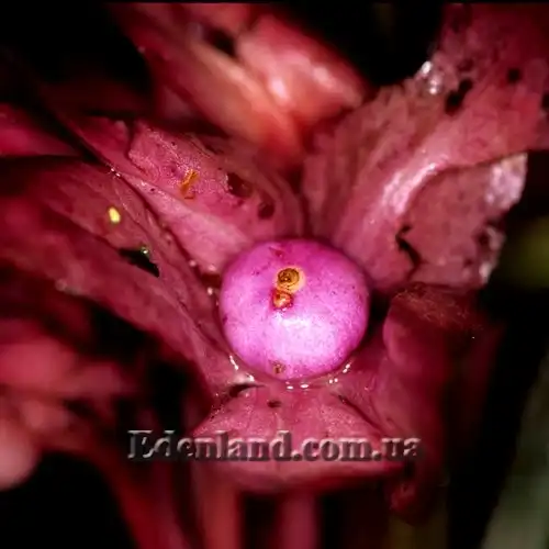 Изображение Дримония турриалве - Drymonia turrialvae