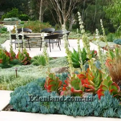 Изображение Каланхоэ Лусия - Kalanchoe luciae