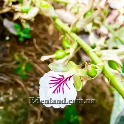 Изображение Элеттария кардамомум - Elettaria cardamomum