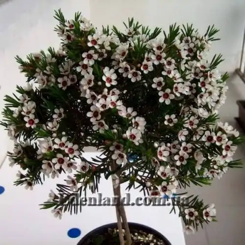 Изображение Хамелауциум крючковатый - Chamelaucium uncinatum