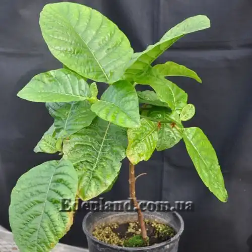 Изображение Цинхона пушистая - Cinchona pubescens