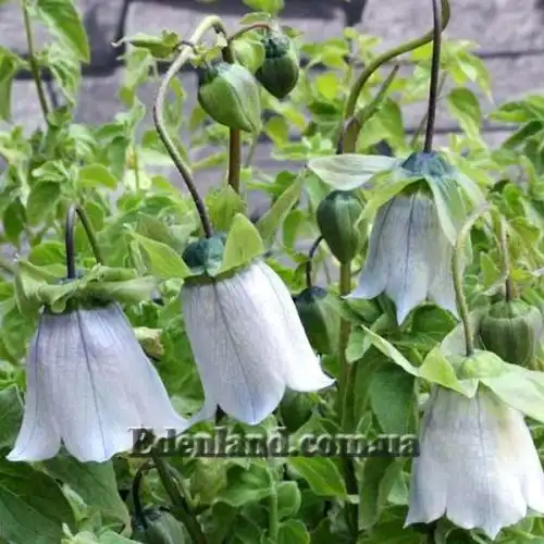 Изображение Кодонопсис клематисовидный - Codonopsis clematidea