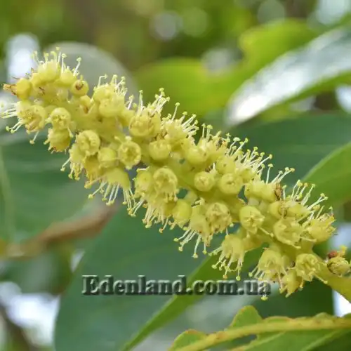 Изображение Терминалия Чебула   - Terminalia chebula 