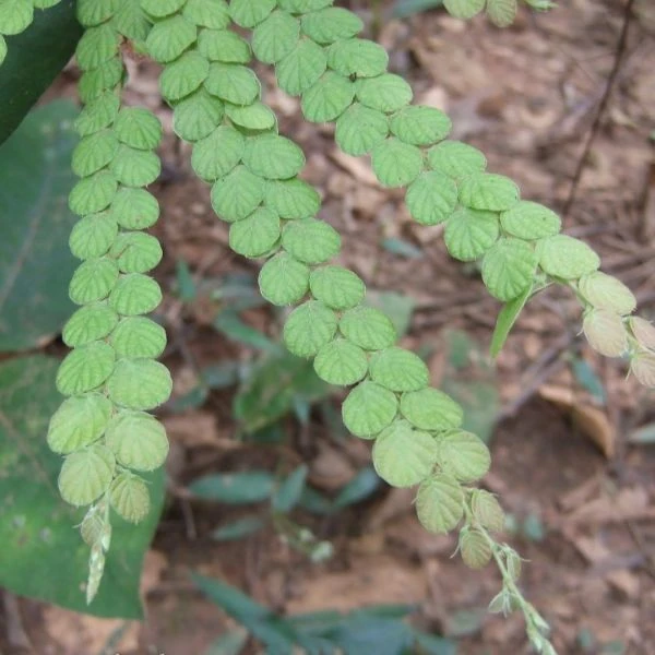 Зображення Філлодій гарний - Phyllodium pulchellum 