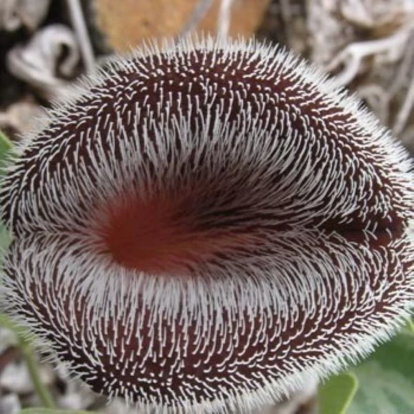 Зображення Хвилівник (Аристолохія) чилійський - Aristolochia chilensis 