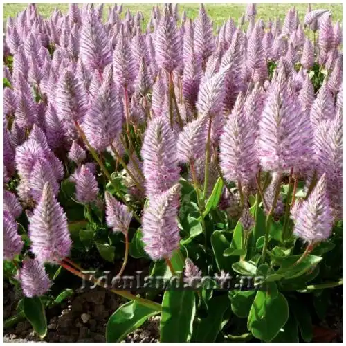 Изображение Птилотус возвышенный - Ptilotus exaltatus