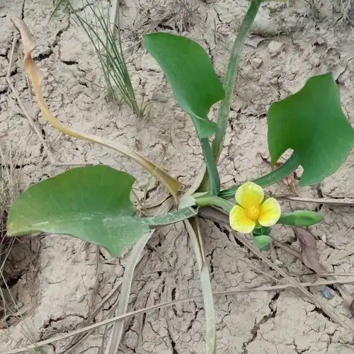 Зображення квітіння у грунті