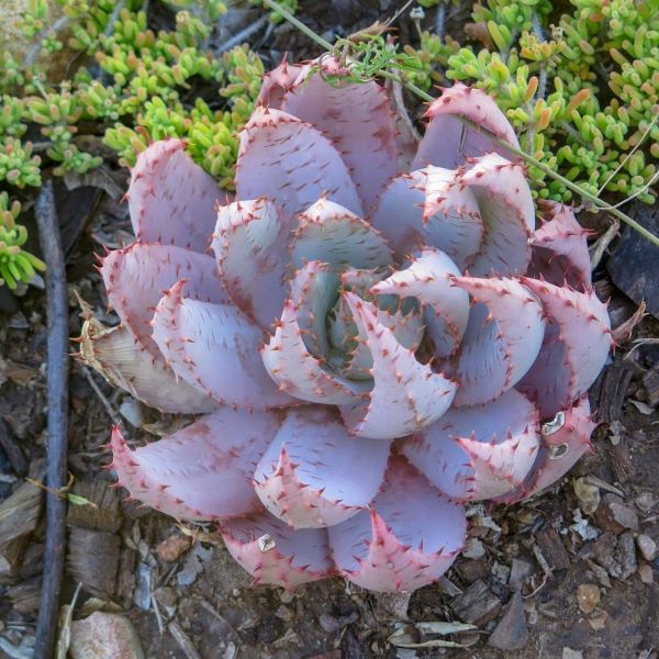 Зображення Алое Пеглер - Aloe peglerae