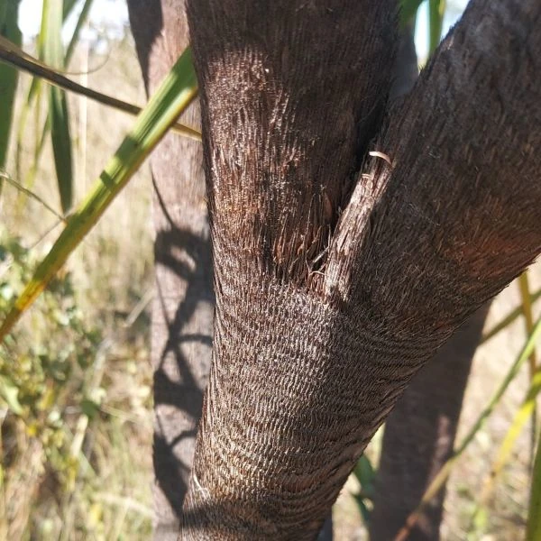 Зображення Велозія луската - Vellozia squamata
