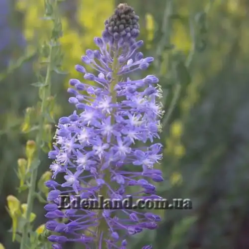 Зображення Мервілла свинцева - Merwilla plumbea