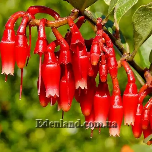 Изображение цветы