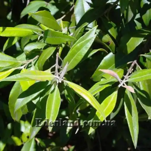 Изображение Бакхузия лимонная - Backhousia citriodora 