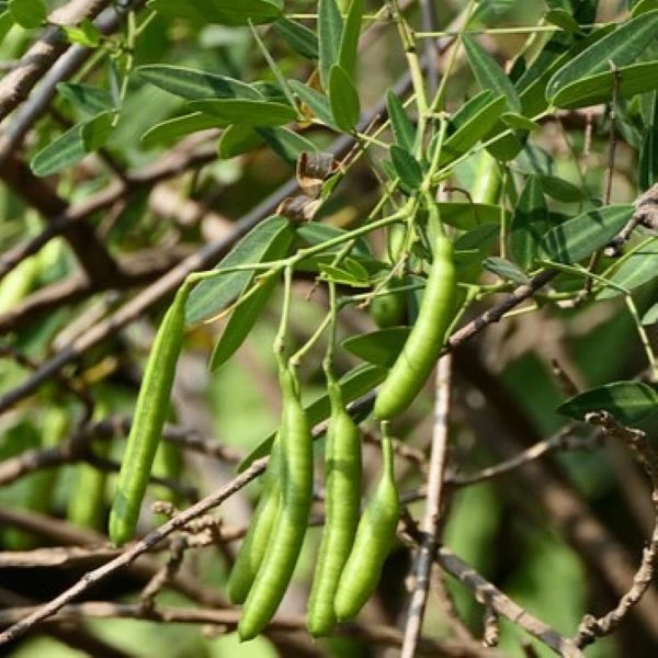 Изображение Сенна щитковидная - Senna corymbosa 