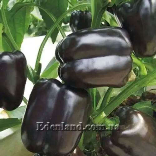 Изображение Перец сладкий Черный конь