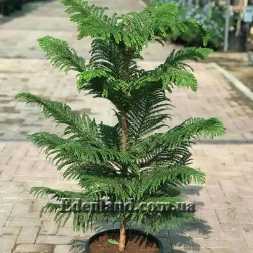 Изображение Араукария разнолистная - Araucaria heterophylla