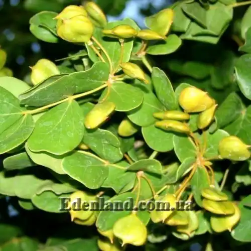 Изображение Гваякум лекарственный - Guaiacum officinale