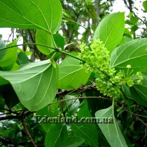 Изображение Дрежея вьющаяся - Dregea volubilis