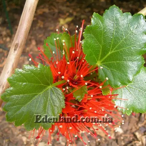 Изображение цветы и листья