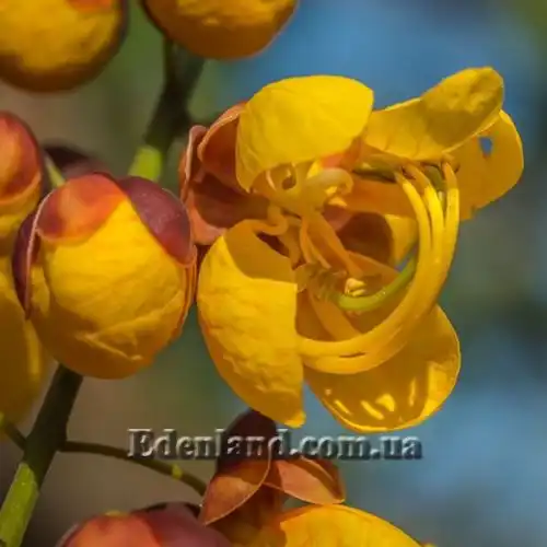 Изображение Кассия мускусная - Cassia moschata