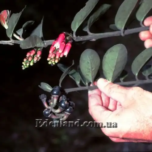 Изображение цветы и плоды