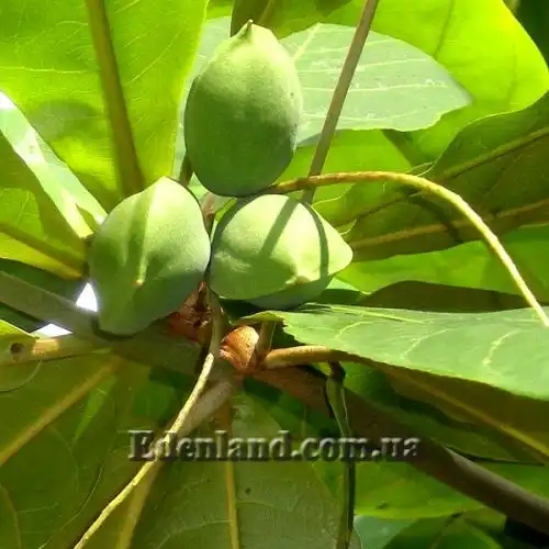 Изображение Терминалия катаппа - Terminalia catappa