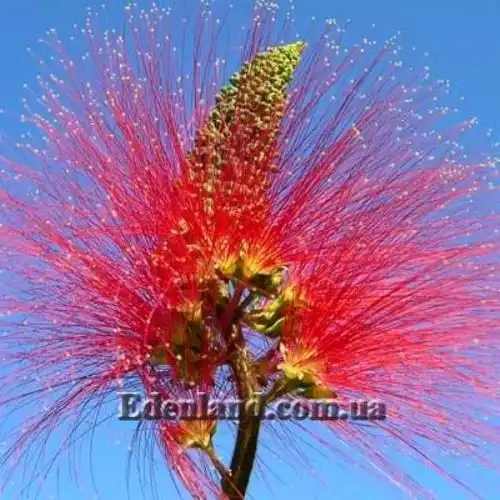 Зображення Калліандра Х'юстона - Calliandra houstoniana    