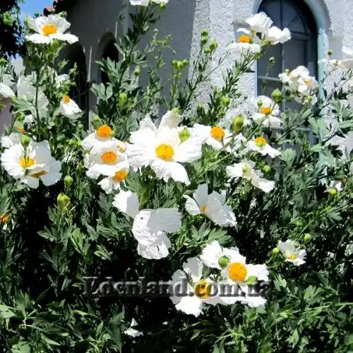 Изображение Ромнея Культера - Romneya coulteri