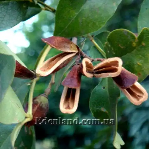 Изображение раскрытые плоды