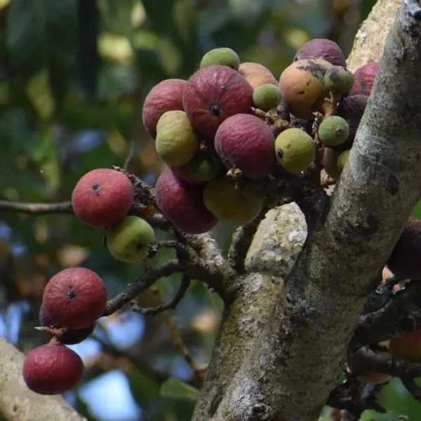 Зображення Фікус величезний - Ficus ingens 