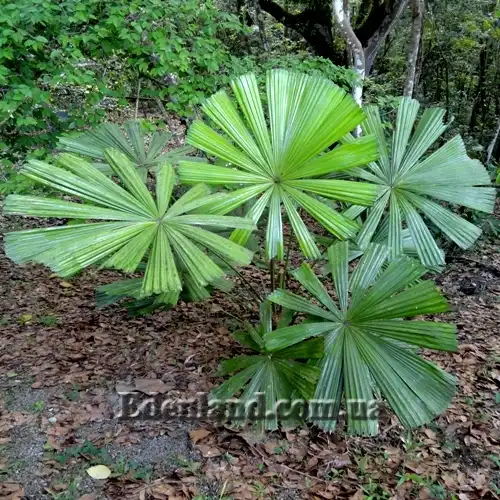 Изображение Ликуала Рамсея  - Licuala ramsayi