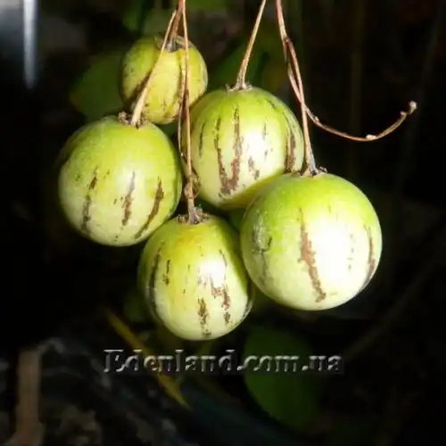 Паслен карипенс, Тзимбало - Solanum caripense