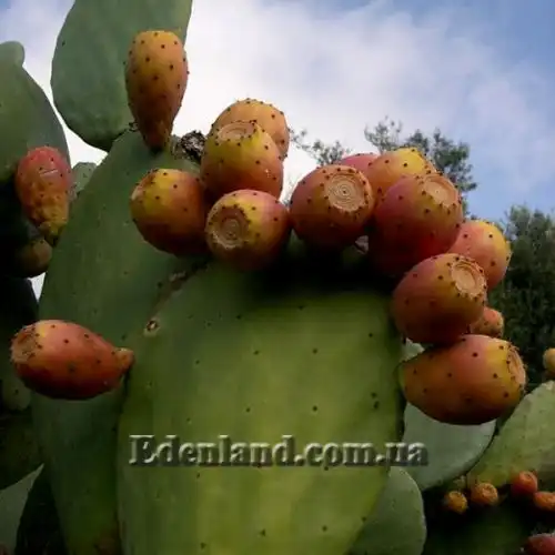 Зображення Опунція індійська  - Opuntia ficus-indica 