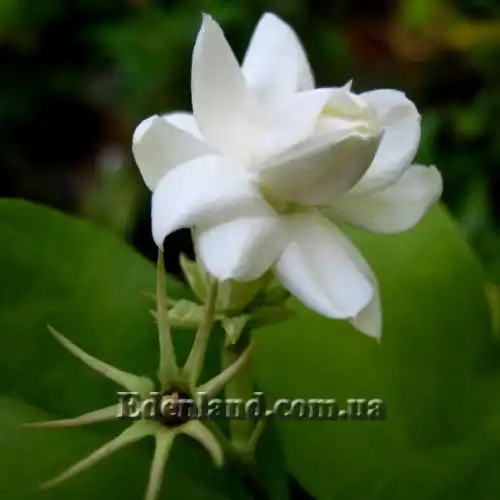 Изображение Жасмин самбак  - Jasminum sambac 