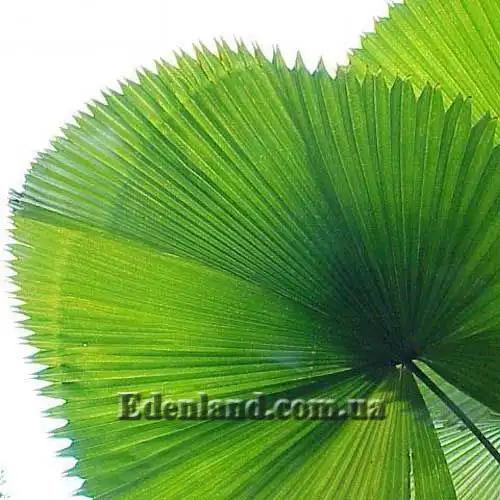 Ликуала большая - Licuala grandis