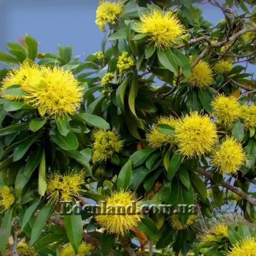 Зображення Ксантостемон золотистий - Xanthostemon chrysanthus