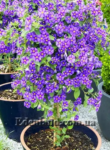 Зображення квітуче дерево