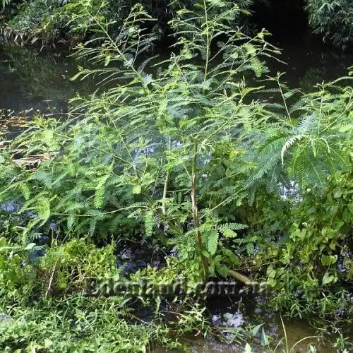 Изображение Сесбания яванская - Sesbania javanica