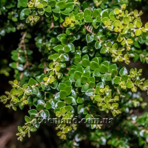 Зображення молодые побеги