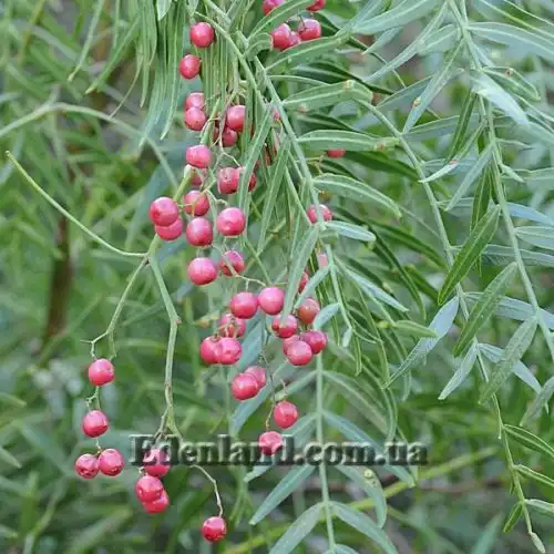 Изображение Шинус мягкий - Schinus molle