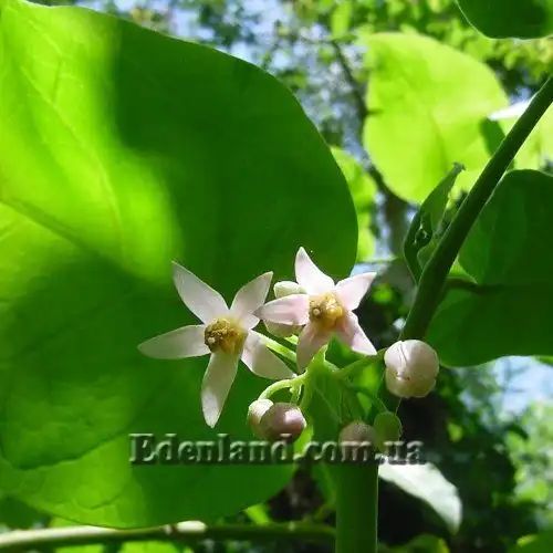 Изображение Цифомандра свекловидная желтая - Cyphomandra betacea gold