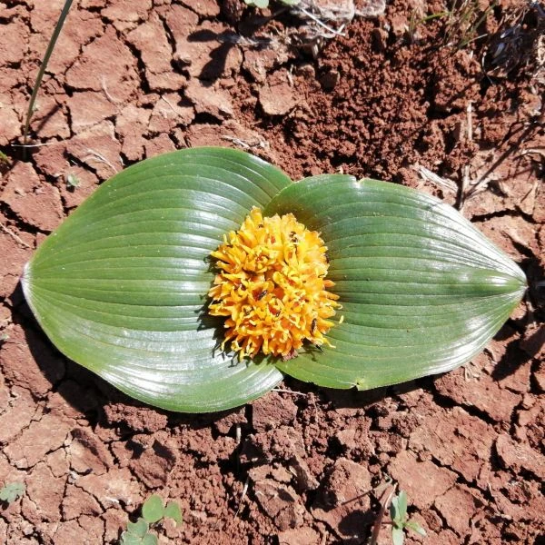 Зображення Даубенія капська - Daubenya capensis 
