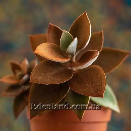 Изображение Каланхоэ оргиалис - Kalanchoe orgyalis