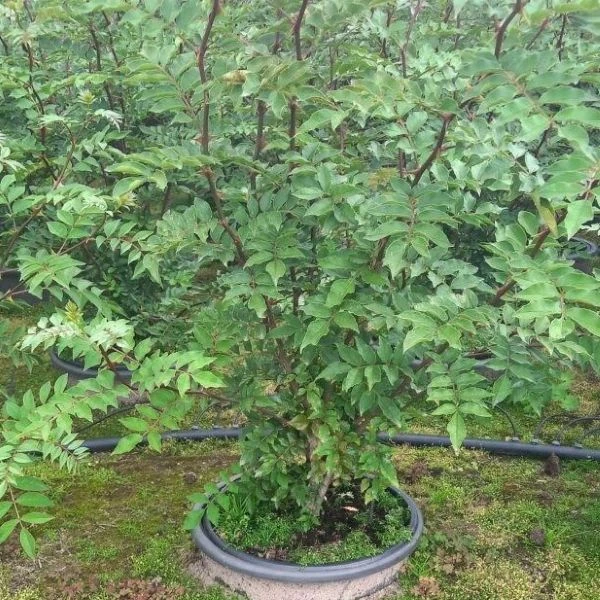 Изображение Зантоксилум подражающий - Zanthoxylum simulans  