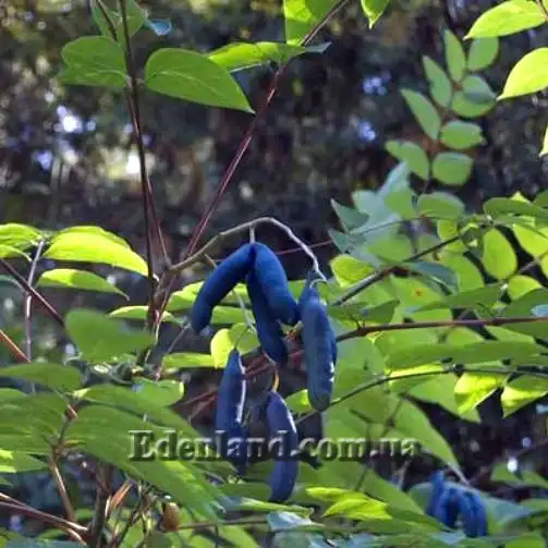 Изображение созревающие плоды