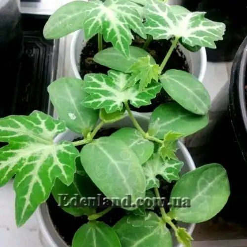 Изображение молодые растения