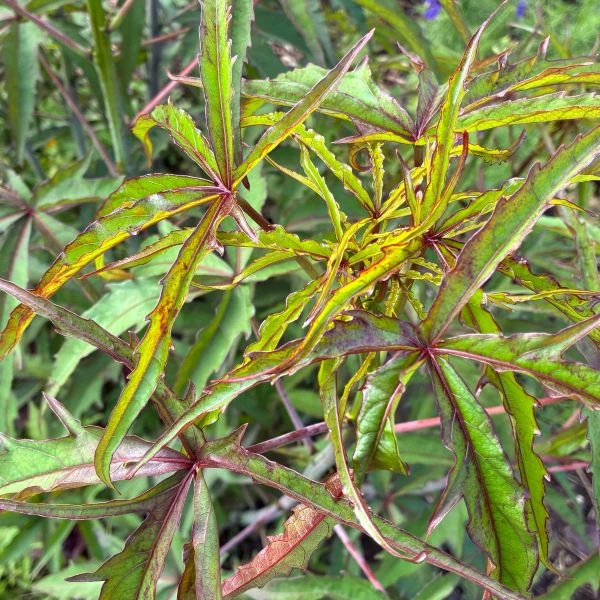 Изображение Гибискус шарлаховый (ярко-красный) - Hibiscus coccineus 