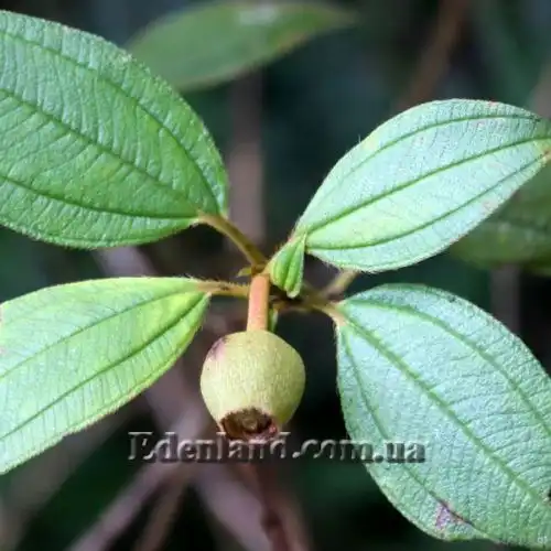 Изображение Меластома малабарская - Melastoma malabathricum