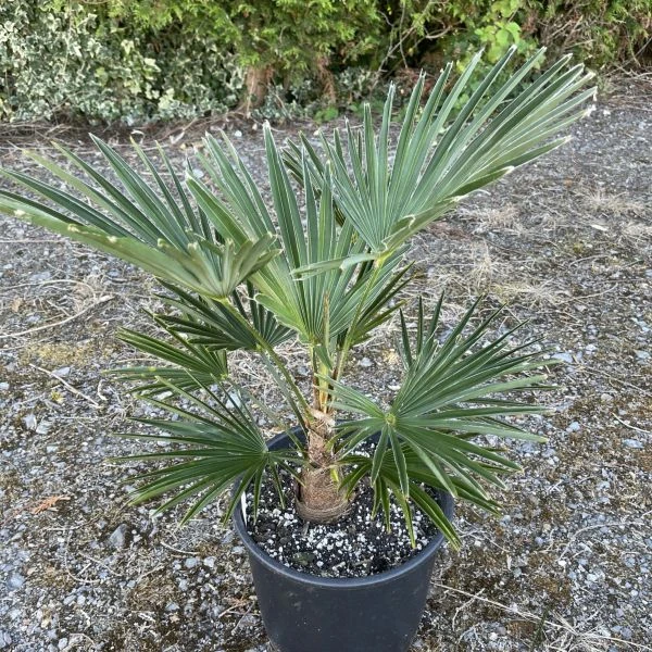 Изображение Трахикарпус Вагнера  - Trachycarpus wagnerianus 