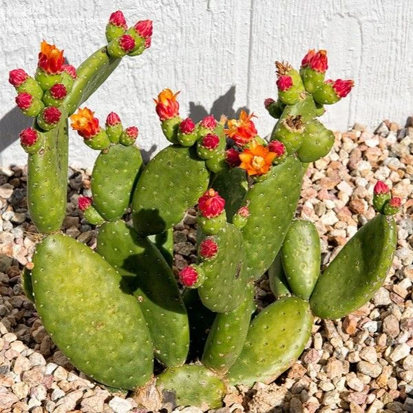 Тацинга неприємна - Tacinga inamoena 